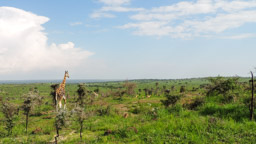 Rothschild-Giraffe  (Giraffa camelopardalis rothschildi)
