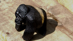 es gibt noch  ca. 880 Berg-Gorillas  (Gorilla beringei beringei)